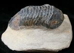 Large Struveaspis Trilobite From Jorf - #15558-1